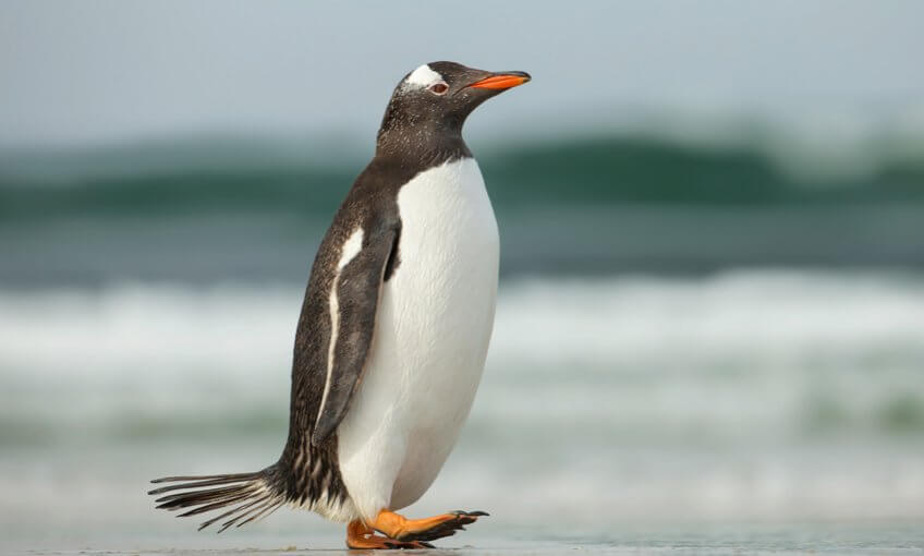 Le pingouin
